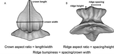 Ridges and riblets: Shark skin surfaces versus biomimetic models